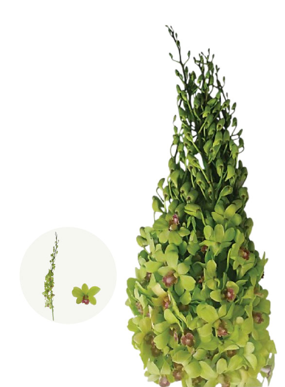 Burana Green