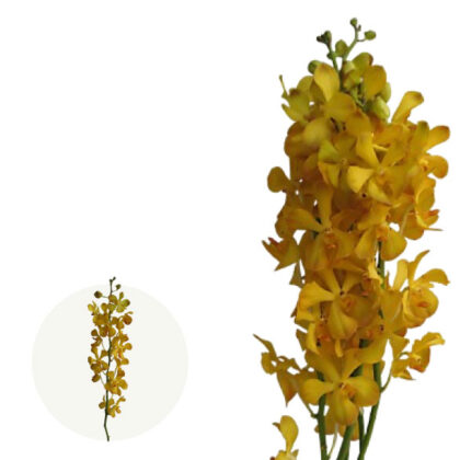 Chao Praya Yellow