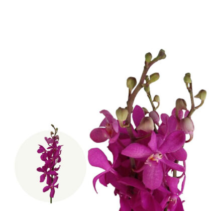 Calypso Pink