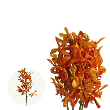 Orange Dinisa