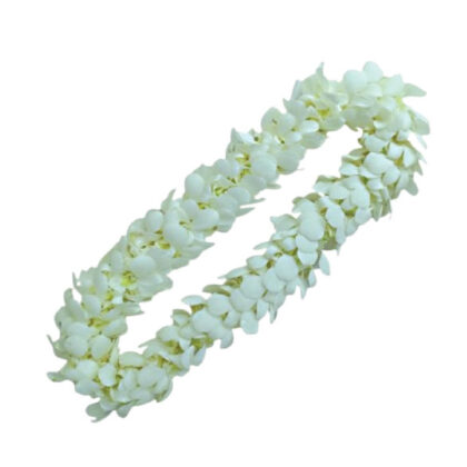 LEIS DB WHITE