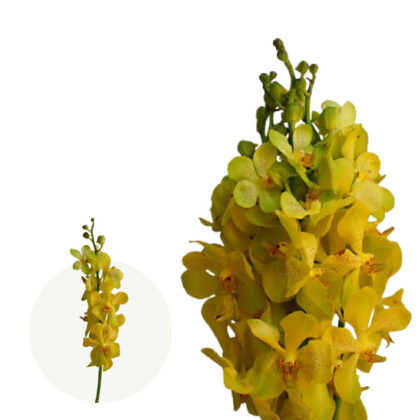 Lemon Gold