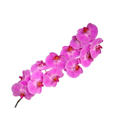 Phalaenopsis Pink