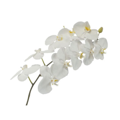 Phalaenopsis White