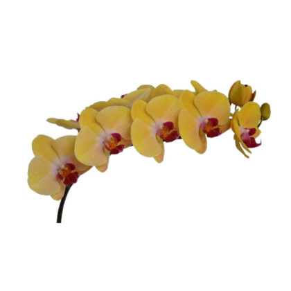 Phalaenopsis Yellow