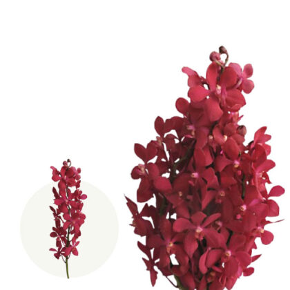 Ruby Red