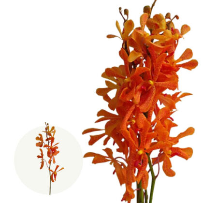 Tangerine