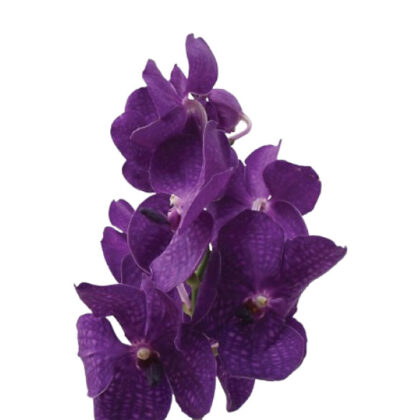 Vanda Blue
