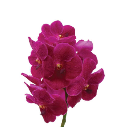 Vanda Dark Pink