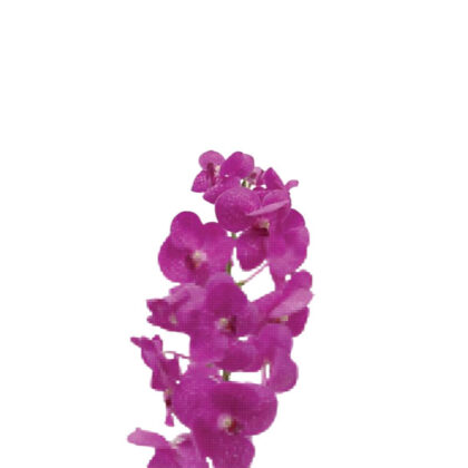 Vanda Pink
