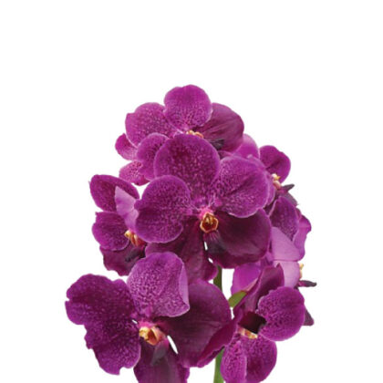 Vanda Purple