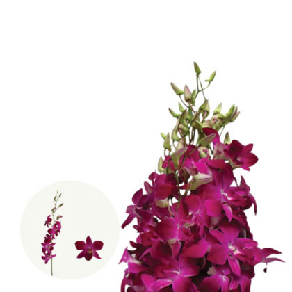 Vassana Red